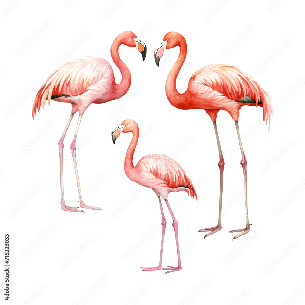 watercolor painting of flamingo four collection isolated