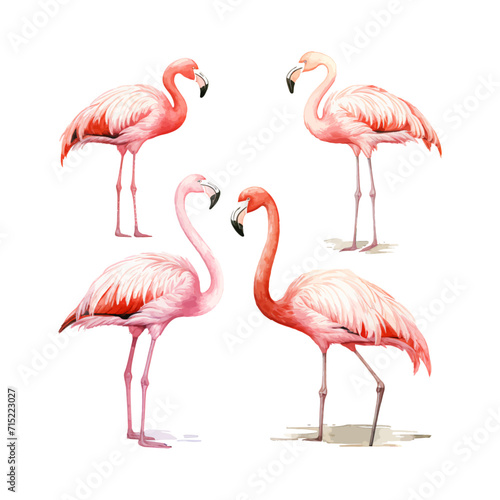 watercolor painting of flamingo four collection isolated © yuniazizah