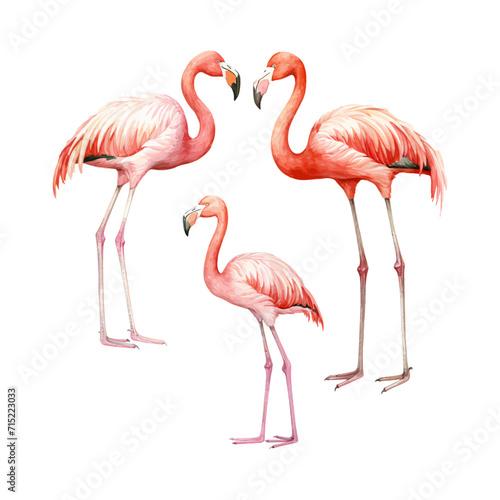 watercolor painting of flamingo four collection isolated