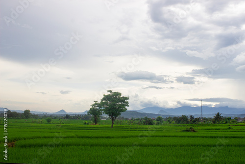 rice fields view in the afternoon, the weather was cloudy
