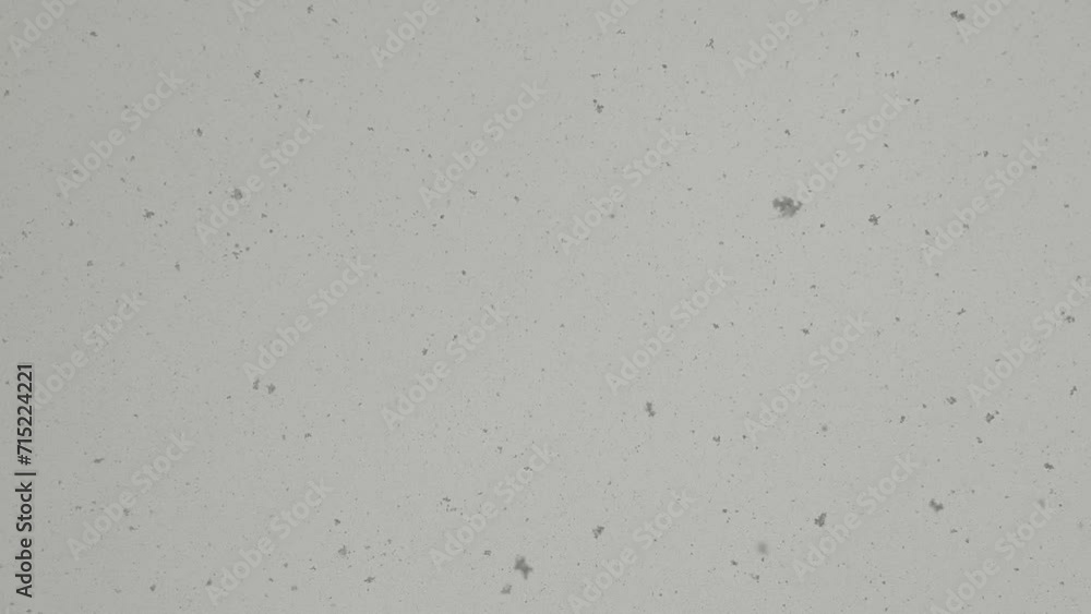 空から落ちてくる雪 空から落ちてくる雪