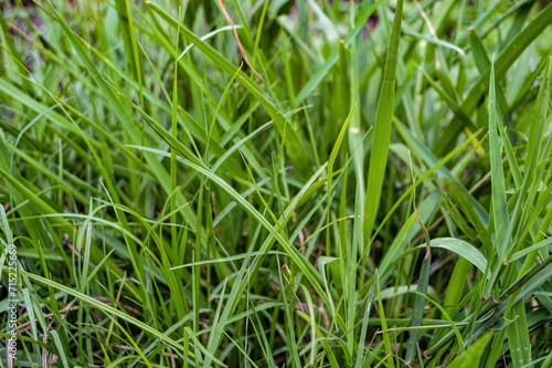 a bunch of wild green grass