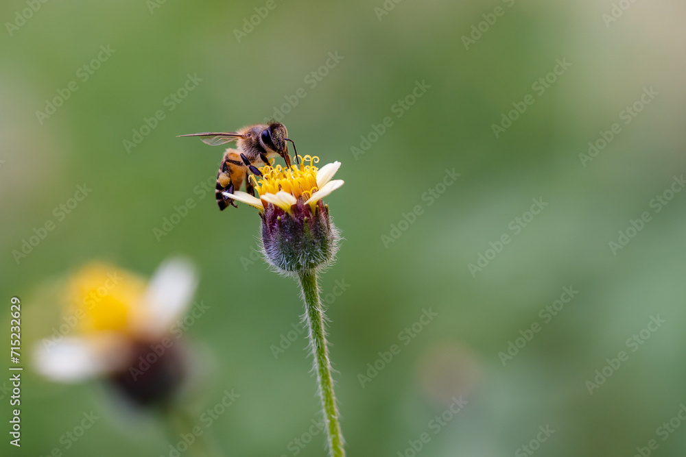 Close up of the bee taking honey from the yellow flower Close up of the bee taking honey from the yellow flower