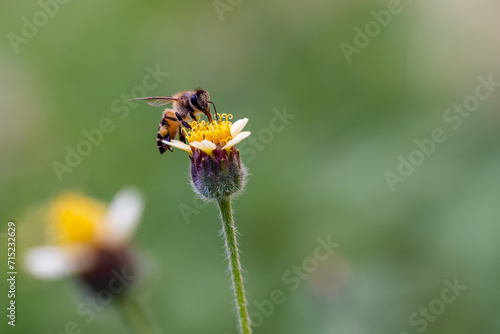 Close up of the bee taking honey from the yellow flower © JCM