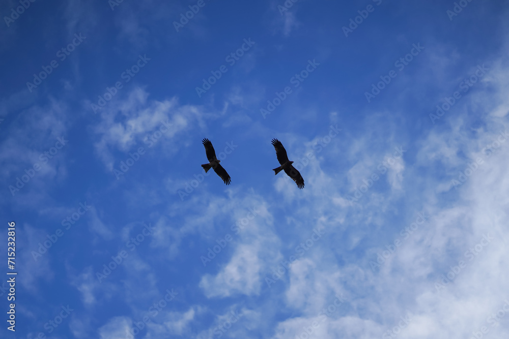 Two Golden Eagle (Aquila chrysaetos) in flight against blue sky