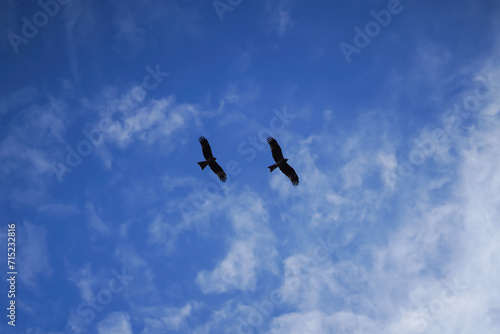 Two Golden Eagle  Aquila chrysaetos  in flight against blue sky