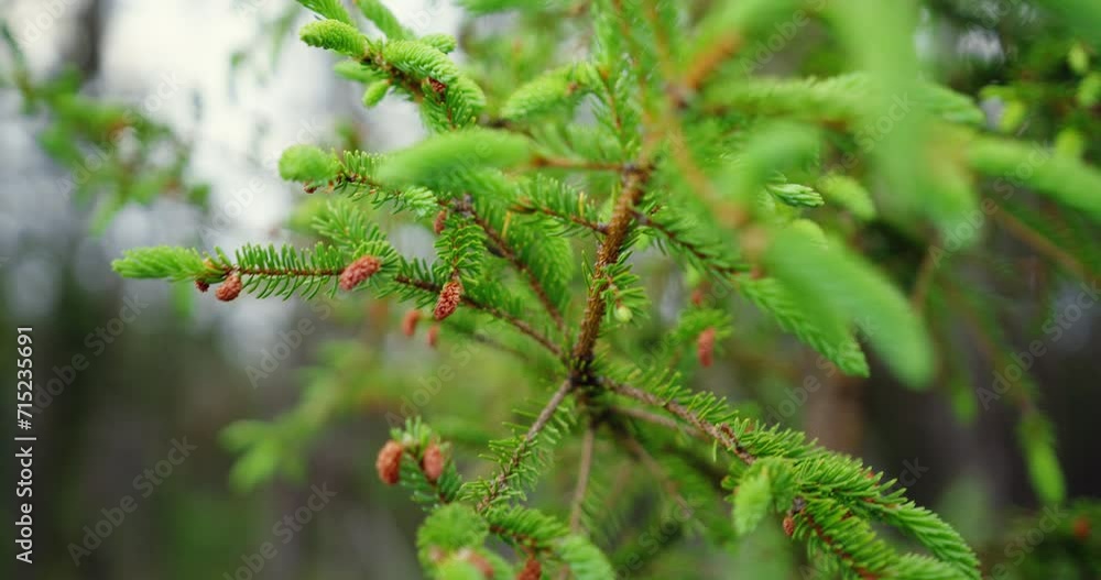Pine cones in the boreal forest of Quebec north / Hand held Pine cones in the boreal forest of Quebec north / Hand held