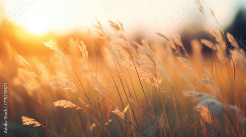 Soft long grass blowing in the wind at sunset