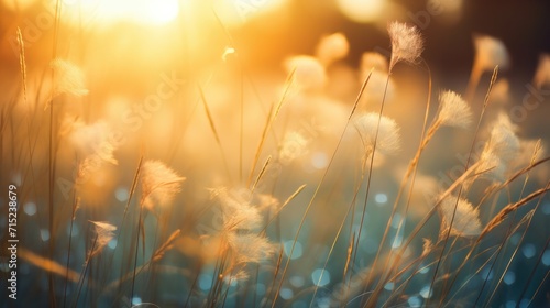 Soft long grass blowing in the wind at sunset © Eyepain