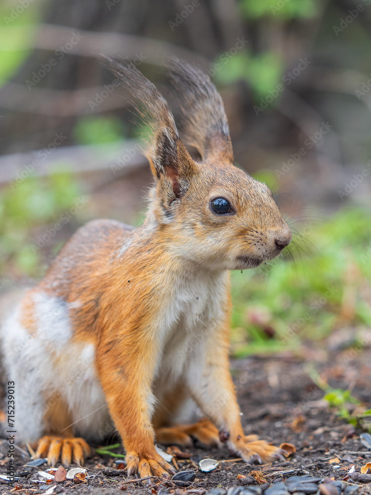 Obraz premium Squirrel sitting in green grass. Eurasian Red squirrel sitting in grass against bright green background