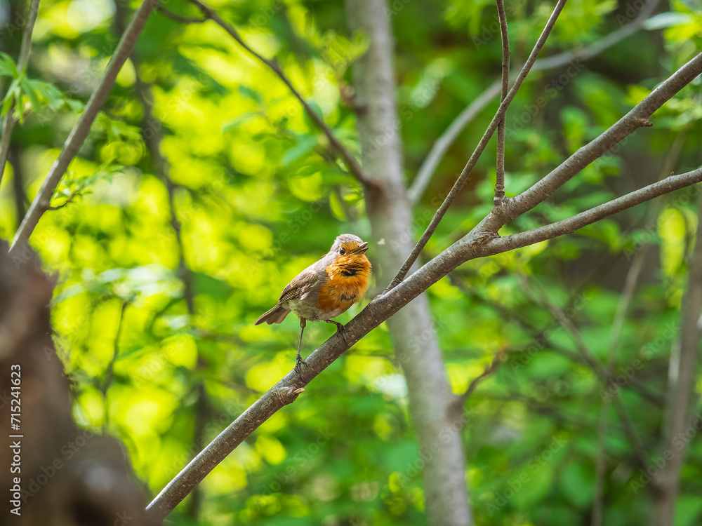 European Robin, Erithacus rubecula, song bird sits on tree in the spring forest or park European Robin, Erithacus rubecula, song bird sits on tree in the spring forest or park