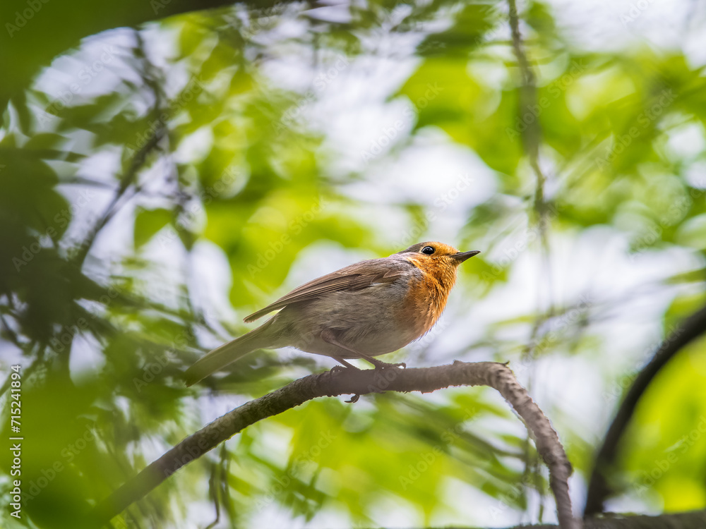 European Robin, Erithacus rubecula, song bird sits on tree in the spring forest or park European Robin, Erithacus rubecula, song bird sits on tree in the spring forest or park