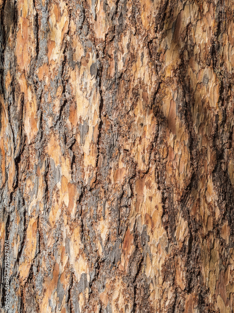 Texture of pine bark background Texture of pine bark background