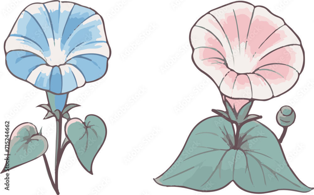 Naklejka premium 朝顔