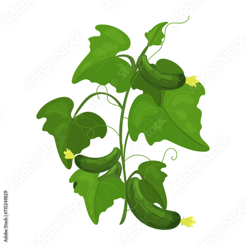 Cucumber plant seedlings, bush with cucumbers, green plant in cartoon style. Vegetable growth cycle, cultivation from seed, horticulture and vegetable gardening.
