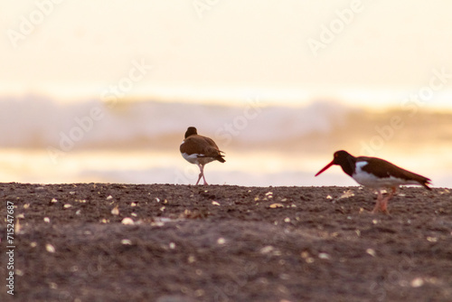 seabird in the Arica and Parinacota region photo