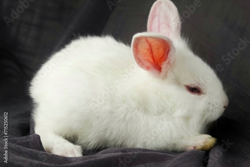 white rabbit on a black background