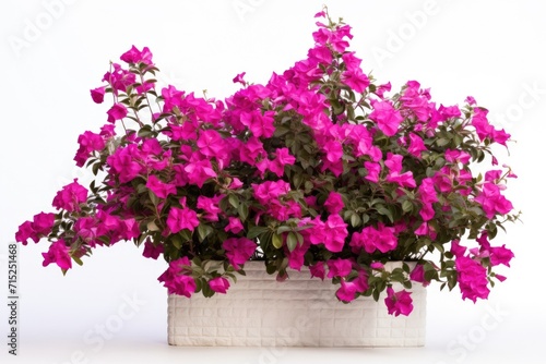 colorful pink bougainvillea background
