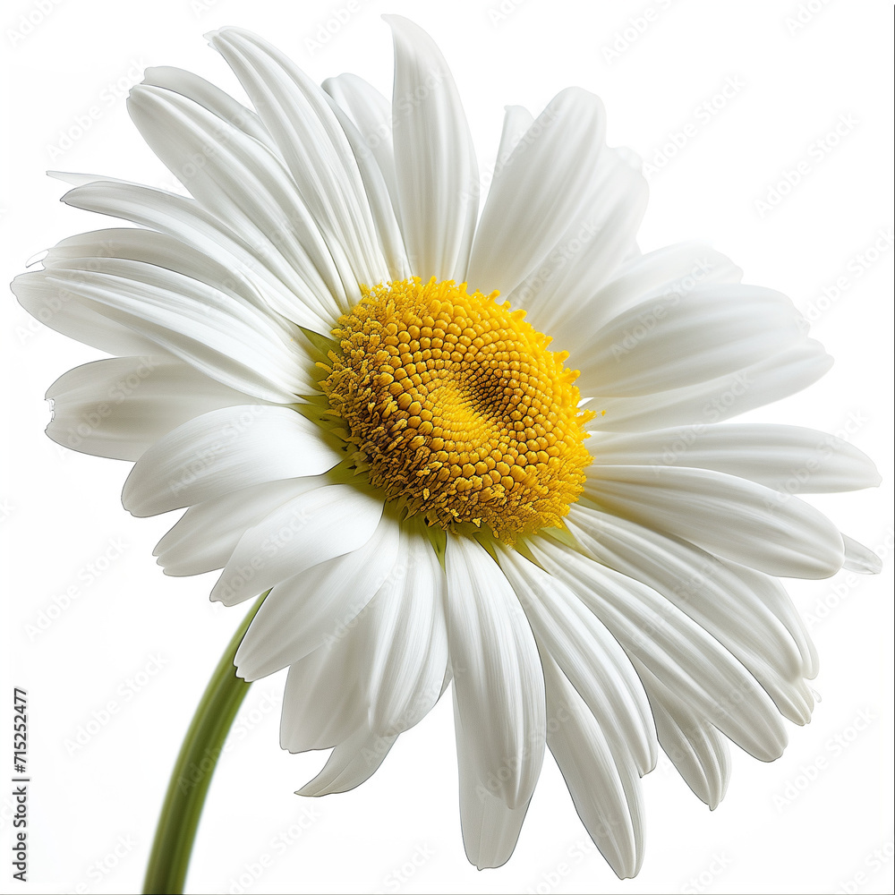 daisy flower isolated on white background daisy flower isolated on white background
