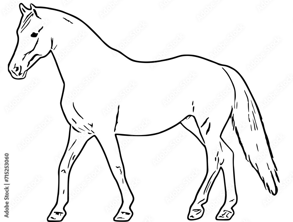horse line art (13)