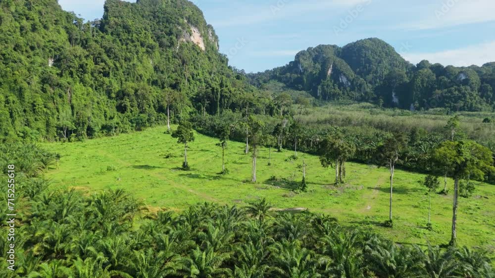 Deforestation for Oil Palm Production, Oil Palm Industry, Destruction of Natural Forest Land Development Killing Biodiversity Deforestation for Oil Palm Production, Oil Palm Industry, Destruction of Natural Forest Land Development Killing Biodiversity