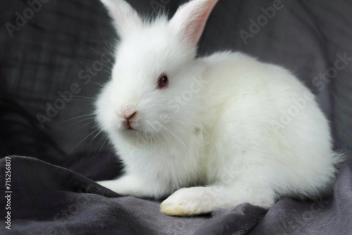 white rabbit on a dark background