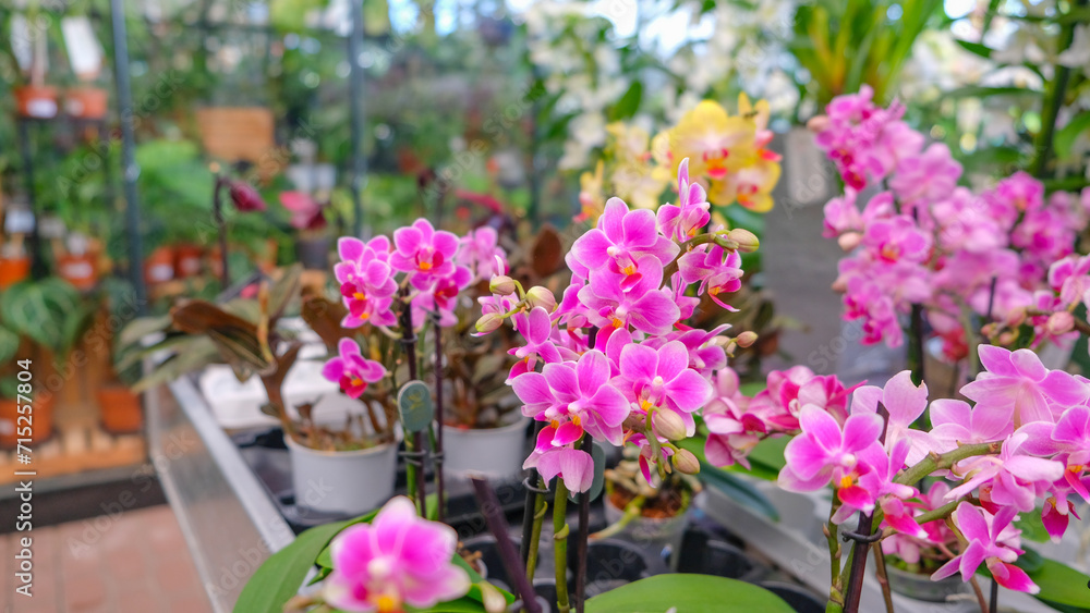 Pink and yellow orchids in garden shop. Various orchids sold in store. Flowers orchid in a greenhouse, modern business and private entrepreneurship