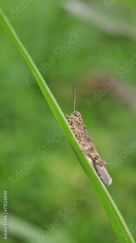 grasshopper on the grass