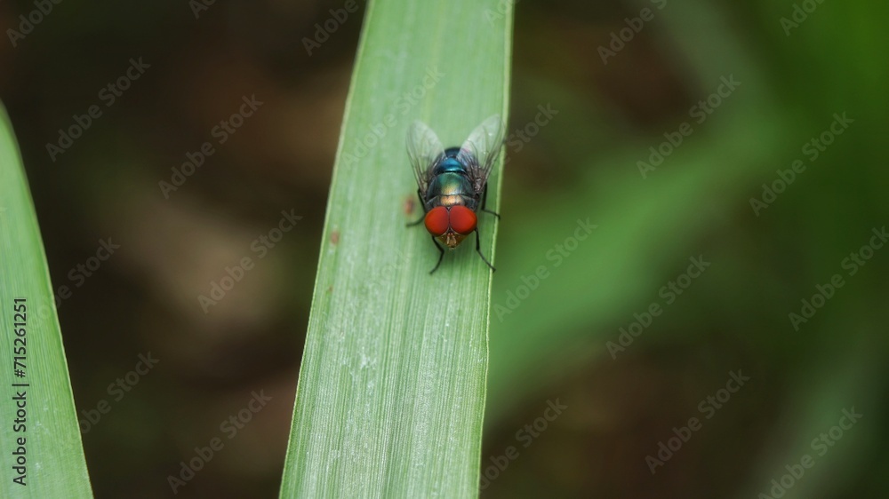 Chrysomya megacephala Chrysomya megacephala