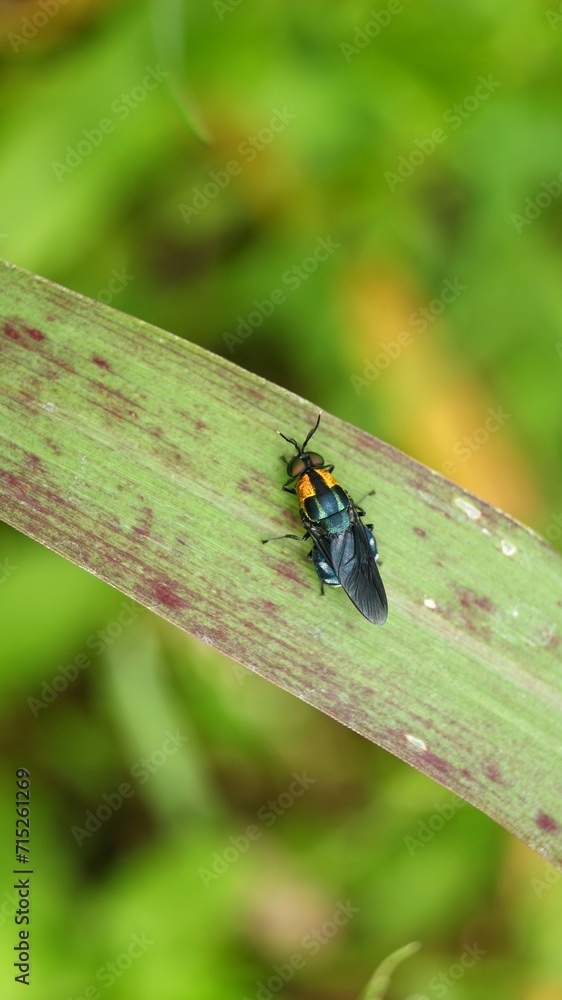 Soldier fly, Ptilocera quadridentata (Stratiomyidae)
