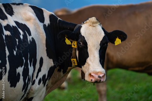 Cow in a green field by the water in Sweden. Cattle grazing in a field. Cows on green grass in a meadow, pasture. Cattle cows grazing on farmland. Brown cows grazing in grassy meadow.