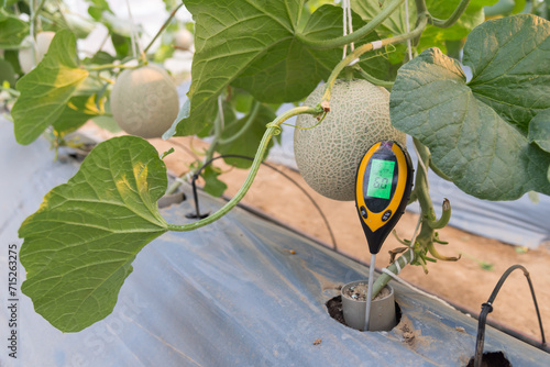 Use soil PH meter for check the PH value in melon green house photo