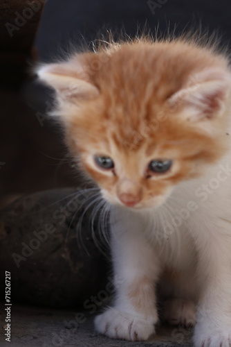 Baby cat Tabby diluted among ruins, ashes, and debris © PabloCristian