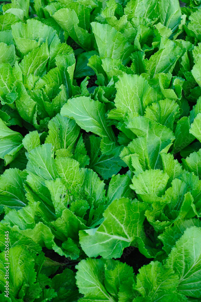Green Leaf Mustard crops in garden Green Leaf Mustard crops in garden