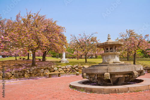 Sakura full bloom in Bulguk Park near Bulguksa Temple in Gyeongju province, South Korea.