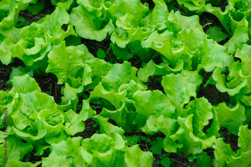 Green lettuce in growth at vegetable garden Green lettuce in growth at vegetable garden