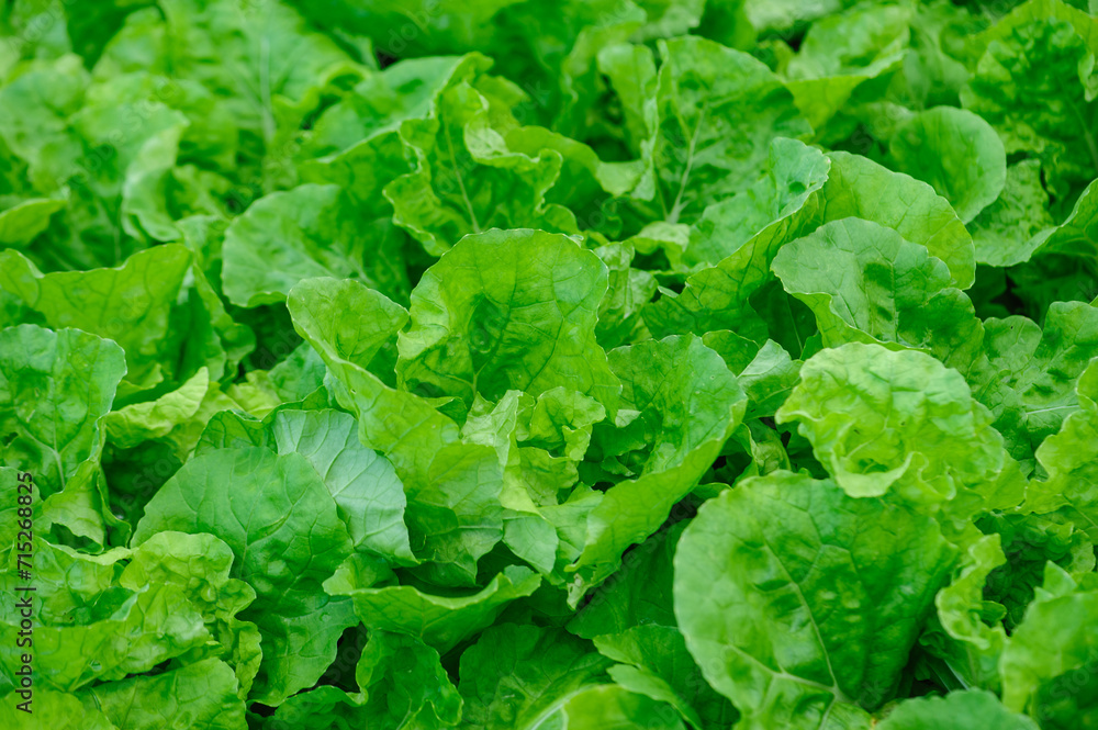 bok choy crops in garden bok choy crops in garden
