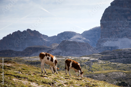 Cos in the Dolomites, grazing on beautiful green meadow. Scenery from Tre Cime.