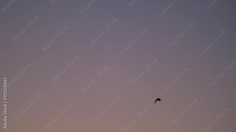 Silhouetted Birds Flying Against Blue Hour Cloudless Sky SLOMO Silhouetted Birds Flying Against Blue Hour Cloudless Sky SLOMO