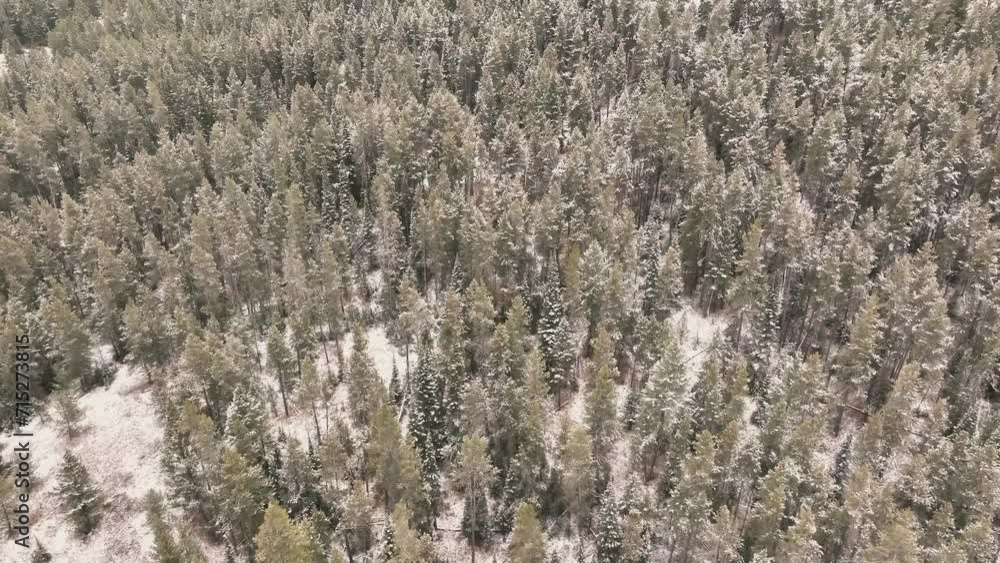 Winter Snowfall On Conifer Trees In Sawtooth Mountain National Forest In Idaho, USA. Aerial Drone Shot Winter Snowfall On Conifer Trees In Sawtooth Mountain National Forest In Idaho, USA. Aerial Drone Shot