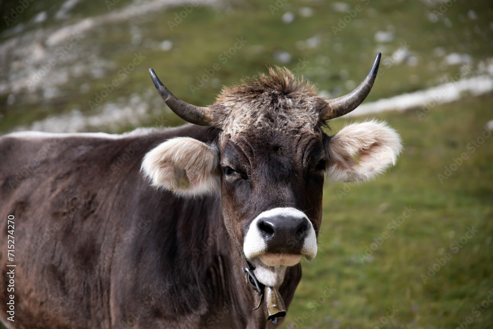 Cos in the Dolomites, grazing on beautiful green meadow. Scenery from Tre Cime. Cos in the Dolomites, grazing on beautiful green meadow. Scenery from Tre Cime.