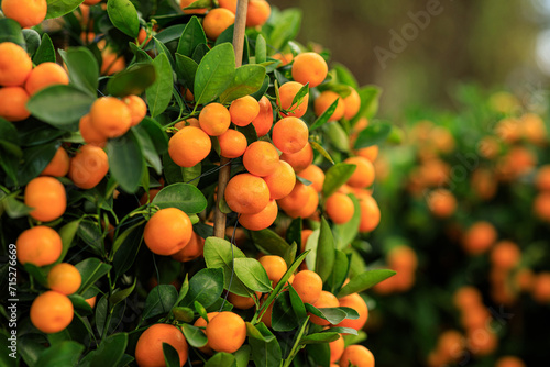 Mandarin oranges grow on tree for a happy chinese new year's decoration
