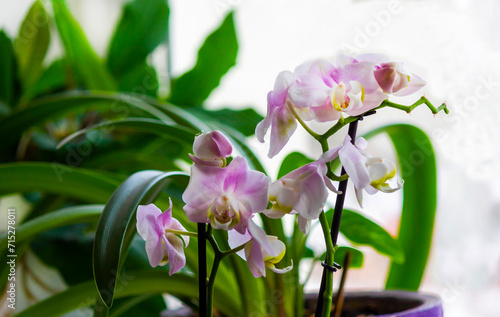 Moth orchids on windowsill - home decoration with live potted flowering plants photo