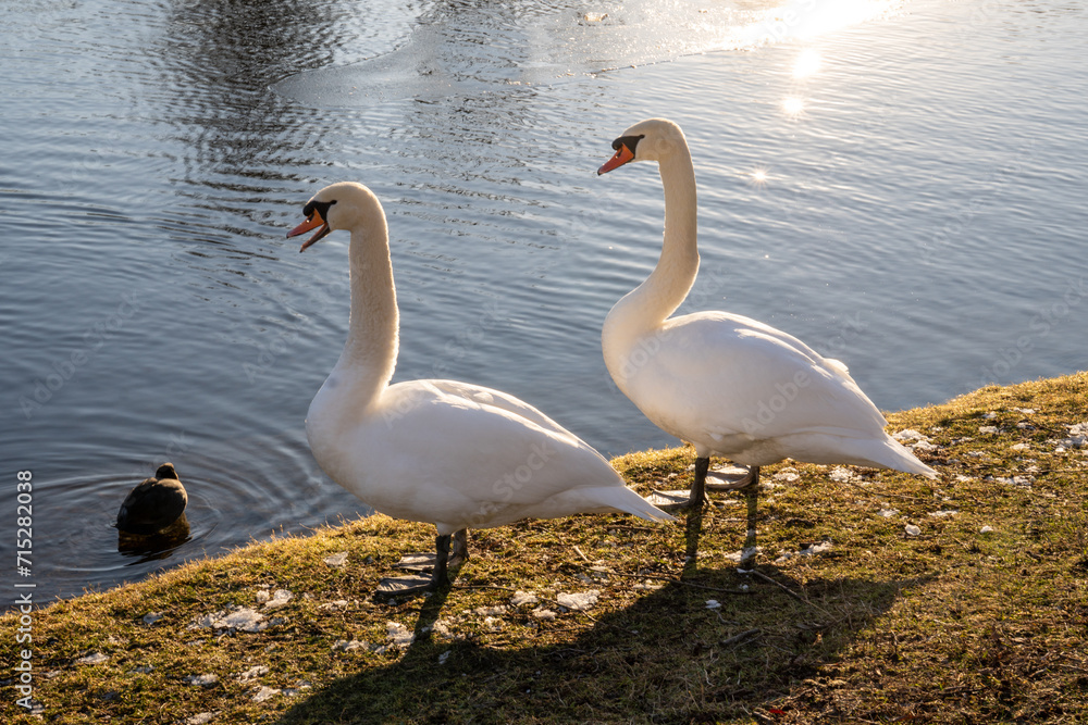 A pair of swans stands on the shore of a lake in the winter sun. A pair of swans stands on the shore of a lake in the winter sun.