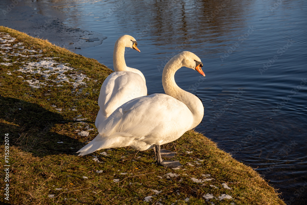 Fototapeta premium A pair of swans stand on the shore and look out over a lake in the winter sunshine.