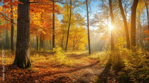 Panoramic Sunny Forest in Autumn © Ahmad-Muslimin