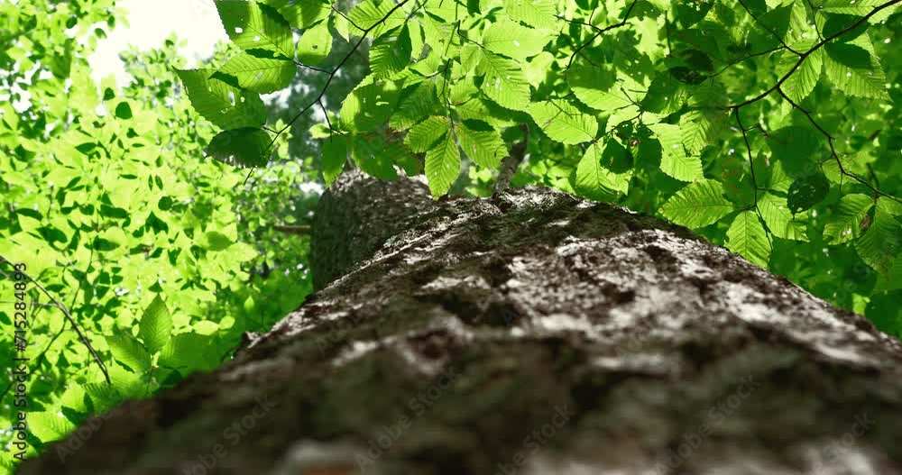 Looking up at bright green tree leaves