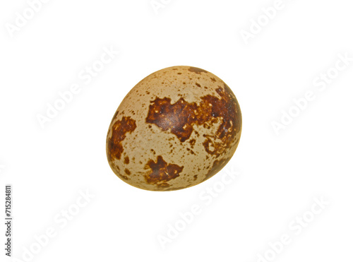 quail eggs isolated on white background