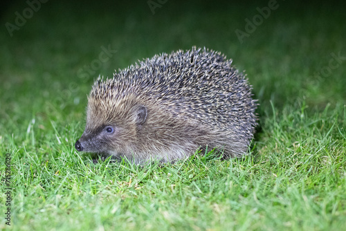 Hedgehog in the garden 