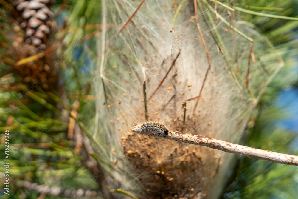 Processionary Caterpillars nest hanging on pine tree and small Caterpillar going out of the nest Processionary Caterpillars nest hanging on pine tree and small Caterpillar going out of the nest